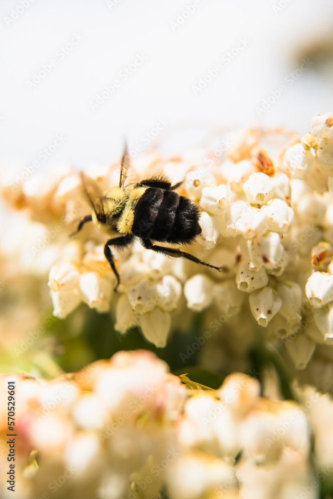 Common Eastern Bumblebee enjoying Jacponicus blooms Common Eastern Bumblebee enjoying Jacponicus blooms