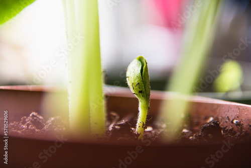Growing watermelon seedling before going in the home garden