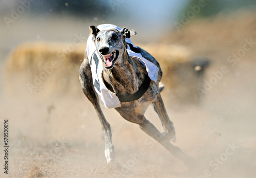Greyhound running free in the field photo