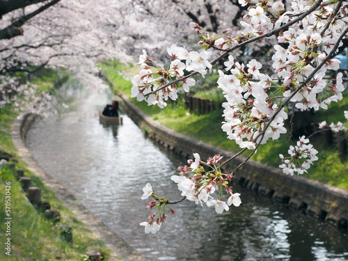 川越市新河岸川の誉桜