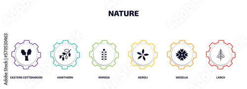 nature infographic element with filled icons and 6 step or option. nature icons such as eastern cottonwood tree, hawthorn, mimosa, neroli, wedelia, larch vector.