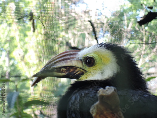 Sulawesi hornbird  photo