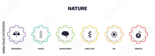 nature infographic element with filled icons and 6 step or option. nature icons such as obcordate, acacia, human brian, larch leaf, sol, hibiscus vector.