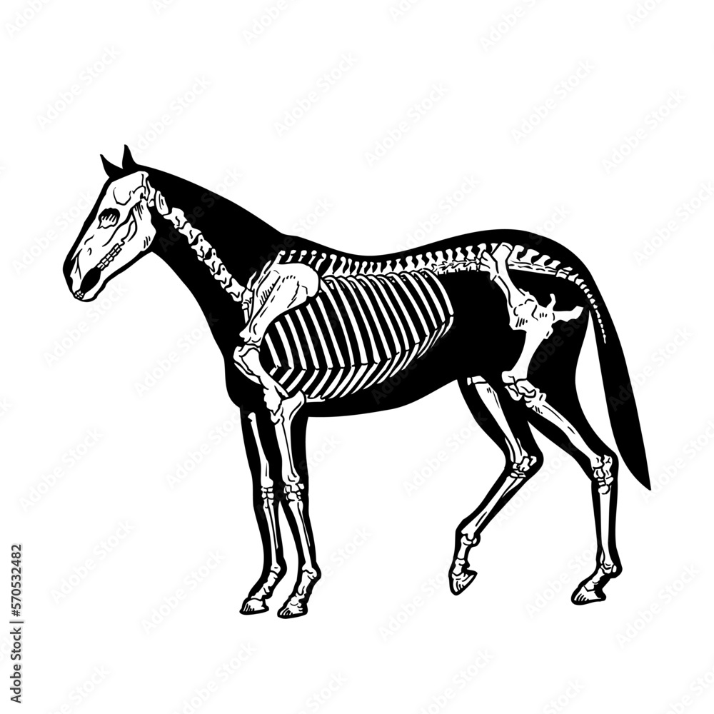 Horse skeleton drawing animal on white background vector illustration ...