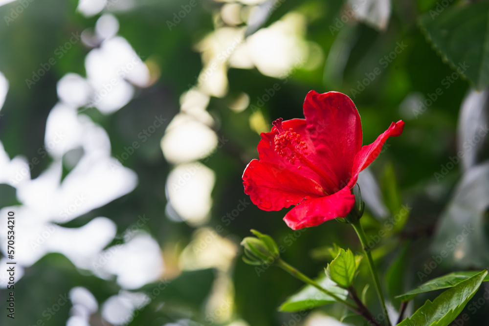 Red flowers bloom in garden, soft focus Red flowers bloom in garden, soft focus