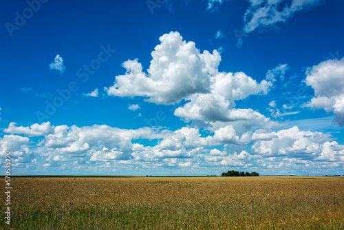 Summer landscape. Cumulus clouds over the field with grain crops