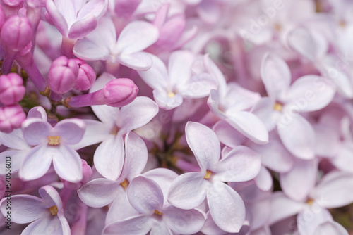 close up of pink and white flowers lilac