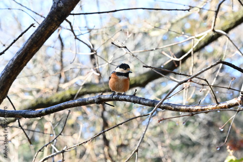 A varied tit. Passerifornes Paridae. It is an omnivore and eats insects and nuts on trees by holding them with its feet. It is a smart and friendly wild bird.