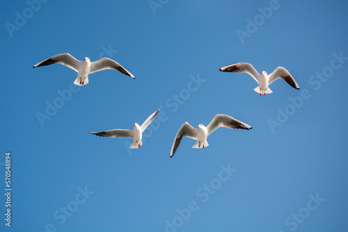 Seagulls are  flying in a sky