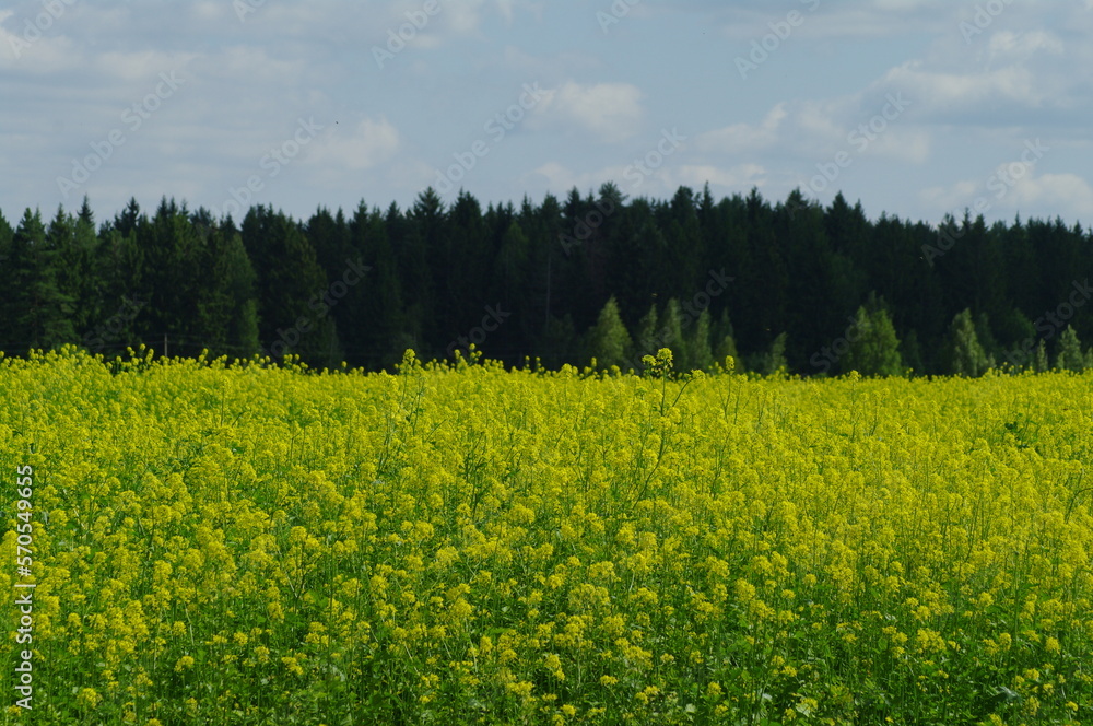 Fototapeta premium field and blue sky