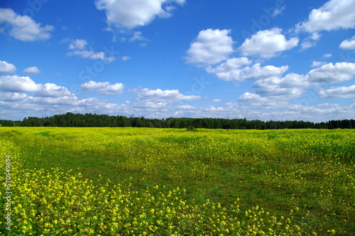 field and blue sky