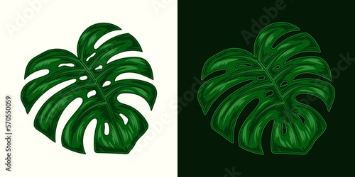 Dark green Monstera plant leaf . Detailed illustration in vintage style on white  dark background.