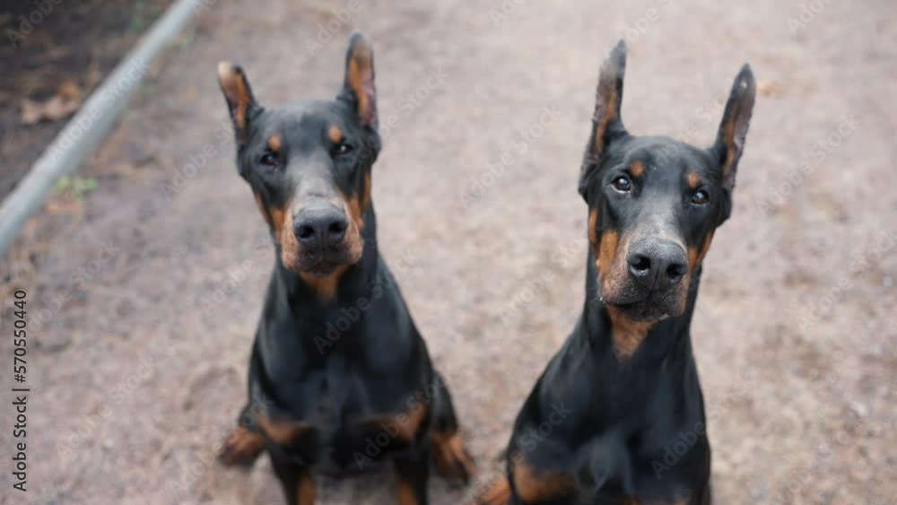 Portrait of two Doberman dogs outdoors looking to the camera Portrait of two Doberman dogs outdoors looking to the camera