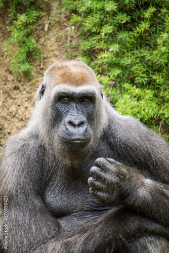 Thoughtful Gorilla  © Edder G
