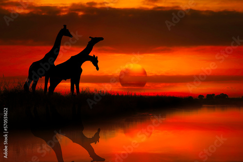 Afrika Sonnenaufgang  und Sonnenuntergang mit Giraffen © Mit *HPS* auf Reisen