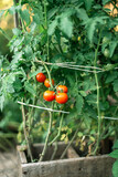 Close-up of organic tomatoes in garden