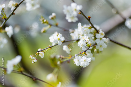 Beautiful cherry tree blossoming on spring. Beauty in nature. Tender cherry branches on spring day outdoors.