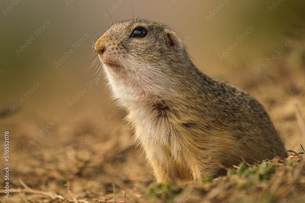 Fototapeta premium European ground squirrel - Spermophilus citellus