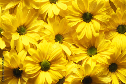 Monochrome flowers in yellow colours
