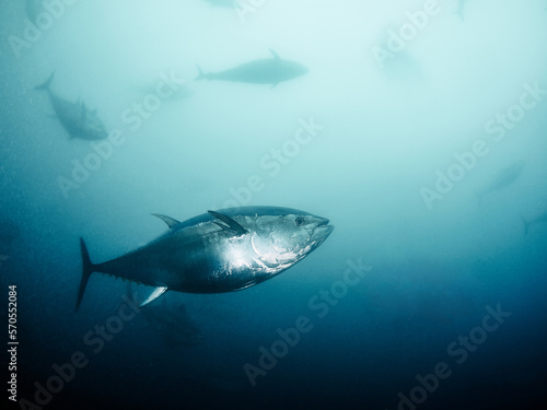 Giant bluefin tuna (Thunnus thynus) swimming inside a fishing net.