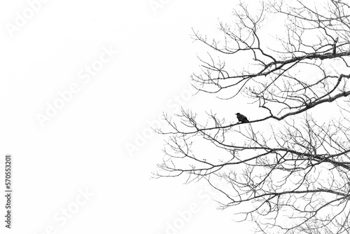 Silhouette of bird sitting on bare branches of a tree in winter.