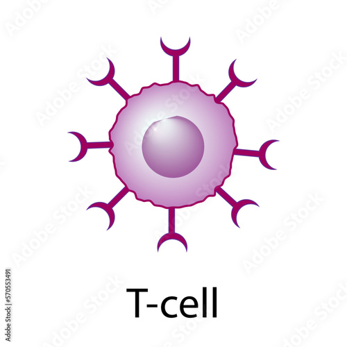 T Cell, T cell icon, helper and cytotoxic T cell, CD Antigen Types., CD4 And CD8. T cell isolated on white background. Immune system. Vector Illustration	