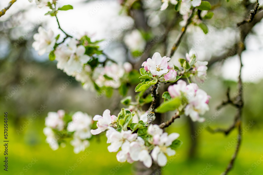 Beautiful old apple tree garden blossoming on sunny spring day. Beautiful old apple tree garden blossoming on sunny spring day.