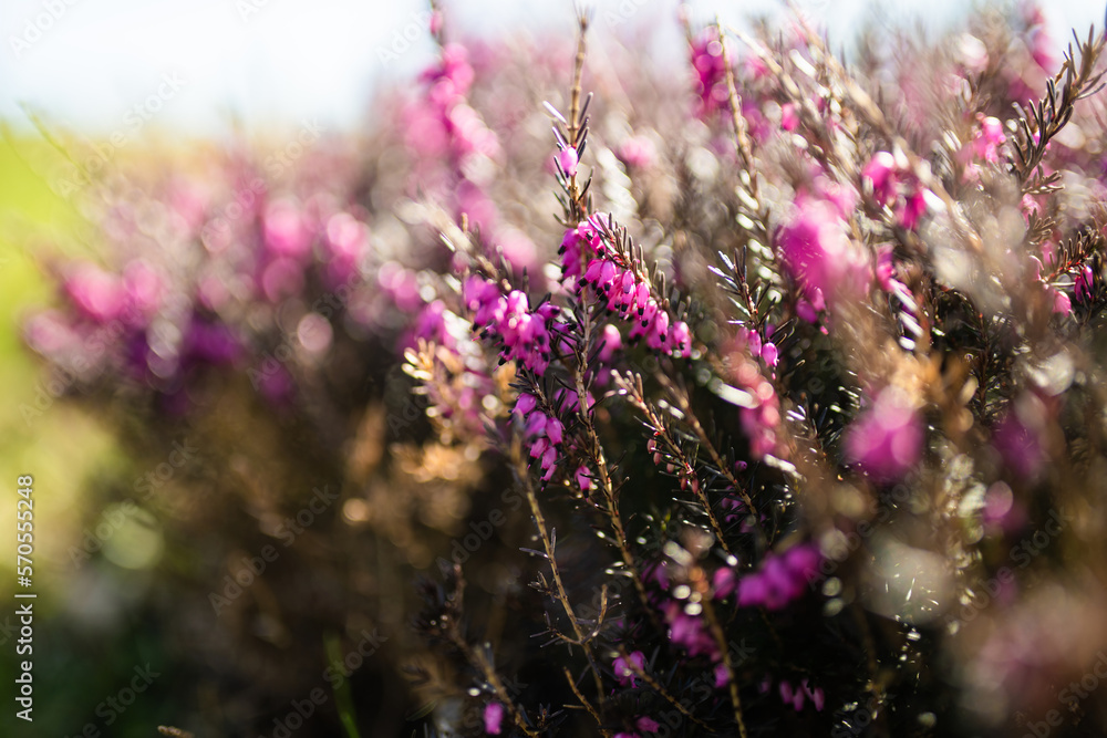Detail of a flowering heather plant. Beautiful outdoor scenery. Detail of a flowering heather plant. Beautiful outdoor scenery.