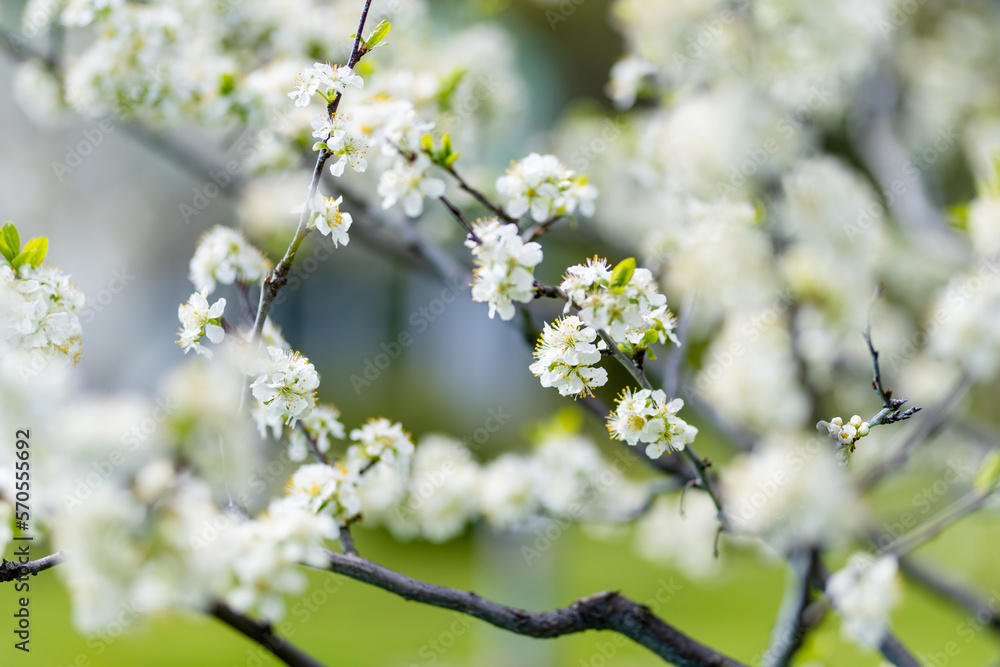 Beautiful cherry tree blossoming on spring. Beauty in nature. Tender cherry branches on spring day outdoors. Beautiful cherry tree blossoming on spring. Beauty in nature. Tender cherry branches on spring day outdoors.