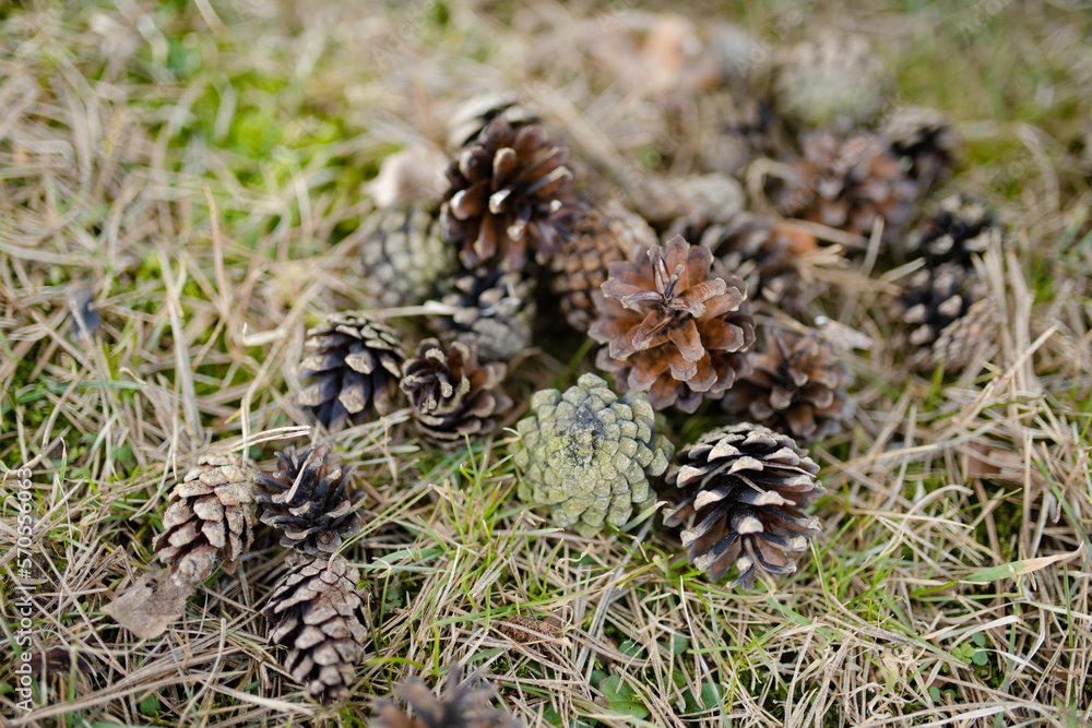 A pinecone on the ground in autumn forest