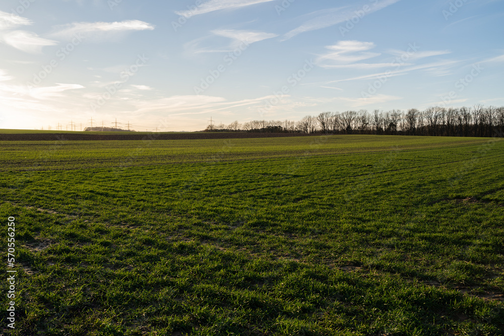 Wide field of grass with trees and electricity poles on a warm sunny evening in spring 