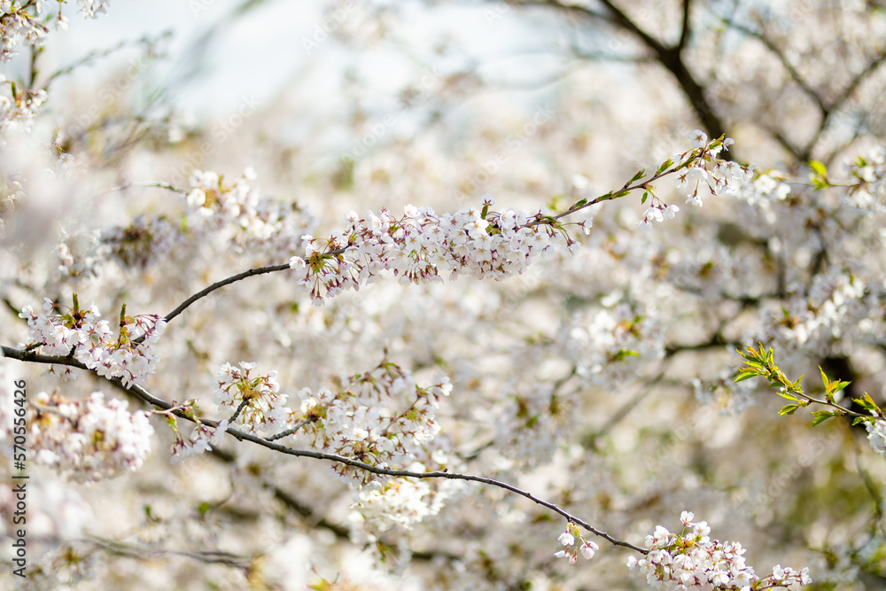 Beautiful cherry tree blossoming on spring. Beauty in nature. Tender cherry branches on spring day outdoors. Beautiful cherry tree blossoming on spring. Beauty in nature. Tender cherry branches on spring day outdoors.