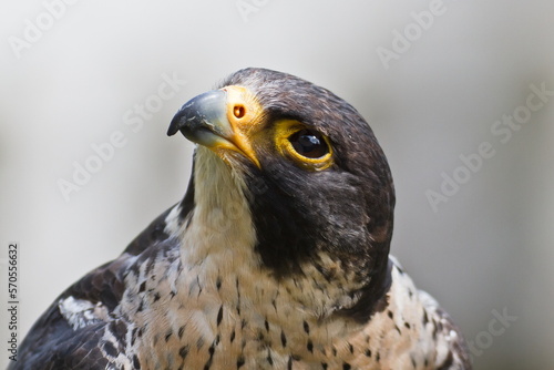 фотография Peregrine falcon (Falco peregrinus) head detail