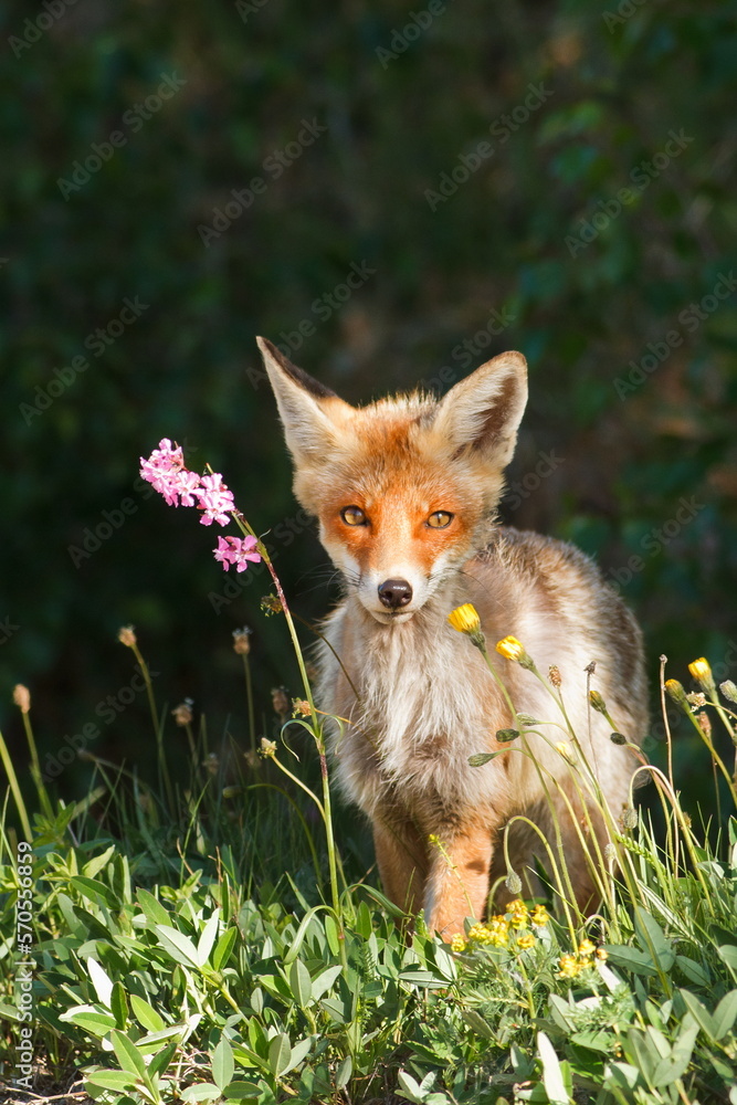 red fox (Vulpes vulpes) after a winter's pecking