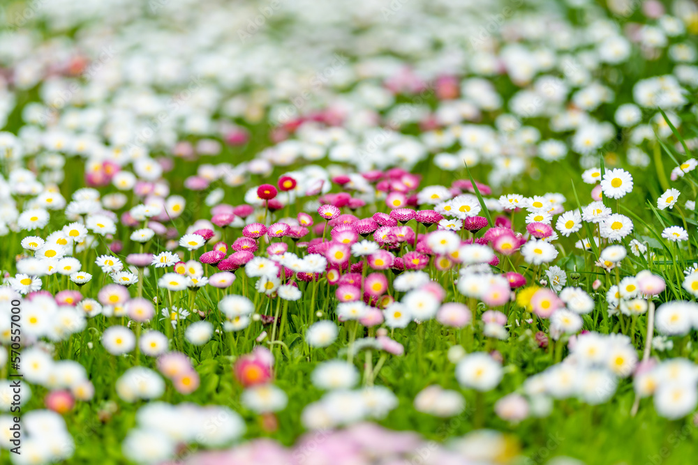 Beautiful meadow in springtime full of flowering white and pink common daisies on green grass. Daisy lawn. Beautiful meadow in springtime full of flowering white and pink common daisies on green grass. Daisy lawn.