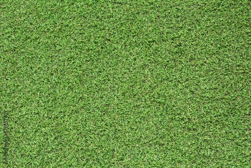 Green grass background texture. Green lawn texture background