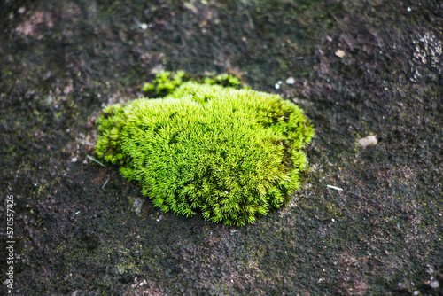 green mosses growing in the forest