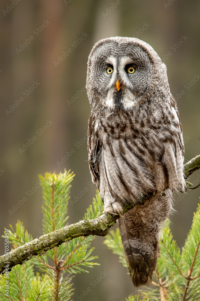 Great-grey owl, Strix nebulosa perched on a branch in taiga landscape, Finland Great-grey owl, Strix nebulosa perched on a branch in taiga landscape, Finland