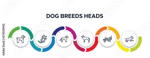 dog breeds heads outline icons with infographic template. thin line icons such as poodle, scorpio, springer spaniel, rottweiler, locust, bulterrier vector.