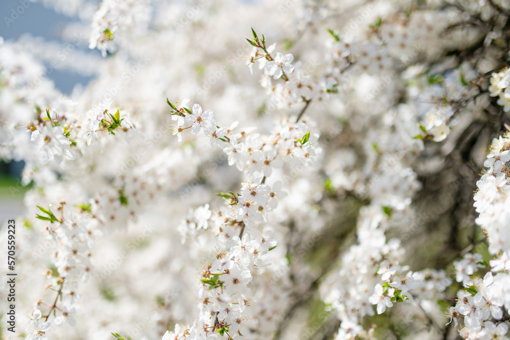 Beautiful cherry tree blossoming on spring. Beauty in nature. Tender cherry branches on spring day outdoors. Beautiful cherry tree blossoming on spring. Beauty in nature. Tender cherry branches on spring day outdoors.