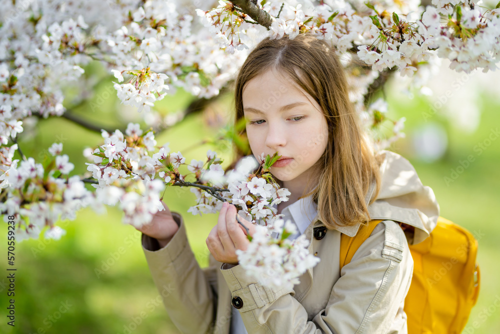 Adorable young girl in blooming cherry tree garden on beautiful spring day. Cute child picking fresh cherry tree flowers at spring. Adorable young girl in blooming cherry tree garden on beautiful spring day. Cute child picking fresh cherry tree flowers at spring.