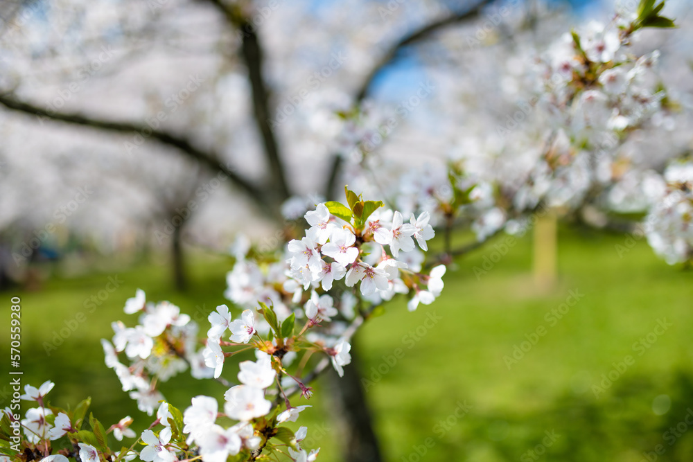 Beautiful cherry tree blossoming on spring. Beauty in nature. Tender cherry branches on spring day outdoors. Beautiful cherry tree blossoming on spring. Beauty in nature. Tender cherry branches on spring day outdoors.
