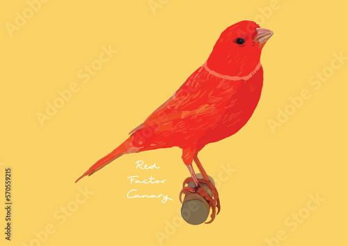 Vector Illustration of Red Factor Canary, Bird