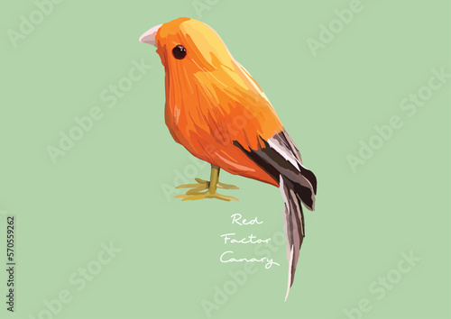 Vector Illustration of Red Factor Canary, Bird