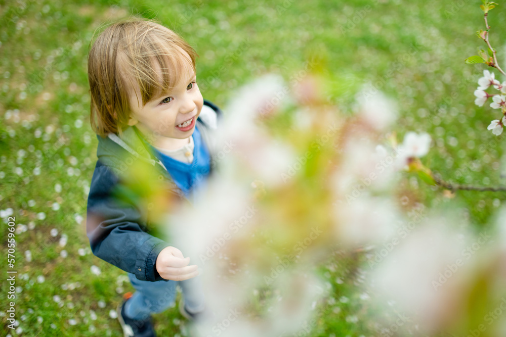 Cute toddler boy playing in blooming cherry tree garden on beautiful spring day. Adorable baby having fun outdoors.