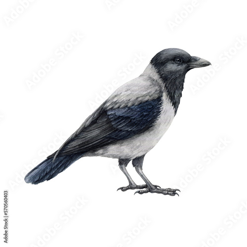 Grey crow watercolor illustration. Hand drawn hooded crow detailed image. Corvus cornix urban avian. City, town, village, park, outdoors wild inhabitant bird. photo