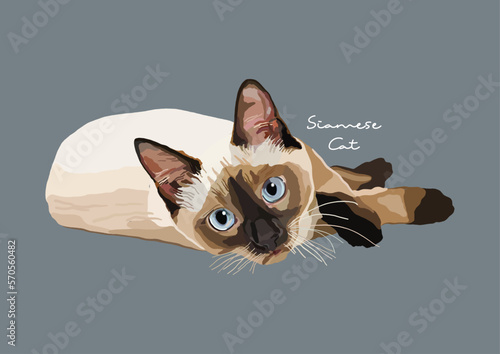 Vector Illustration of  Siamese Cat, Wichien Maat, Cat