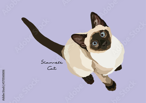 Vector Illustration of  Siamese Cat, Wichien Maat, Cat