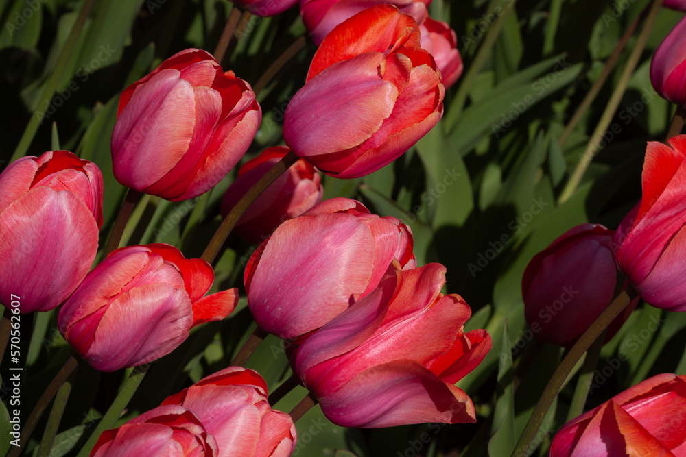 A field of red-pink tulips on a sunny day A field of red-pink tulips on a sunny day