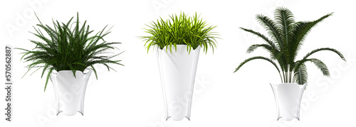 decorative flowers and plants for the interior, isolated on white background, 3D illustration, cg render